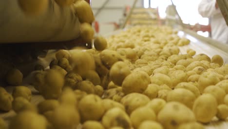 Potatoes-are-rolling-in-close-up-slow-motion.